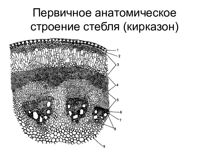 Первичное анатомическое строение стебля (кирказон)