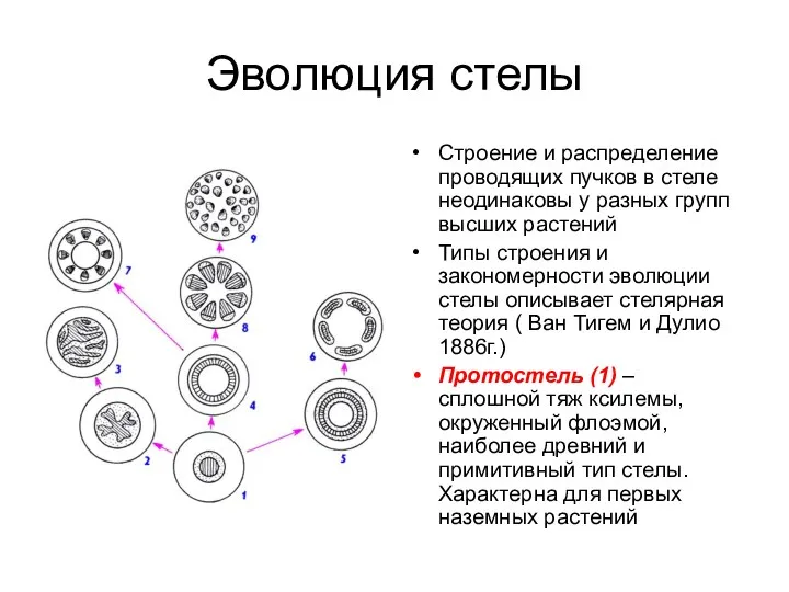 Эволюция стелы Строение и распределение проводящих пучков в стеле неодинаковы