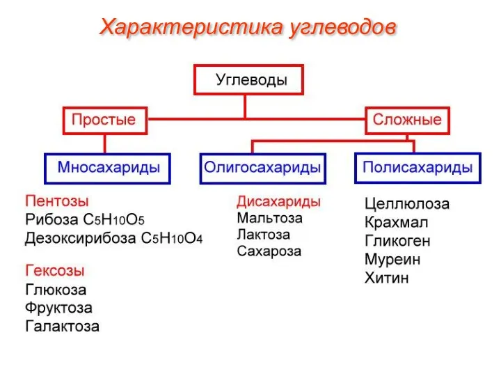 Характеристика углеводов