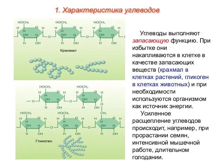 Углеводы выполняют запасающую функцию. При избытке они накапливаются в клетке в качестве запасающих