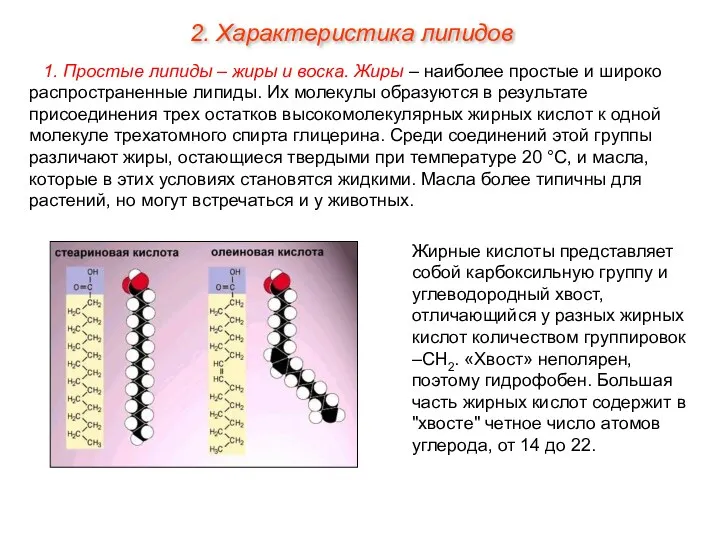 1. Простые липиды – жиры и воска. Жиры – наиболее