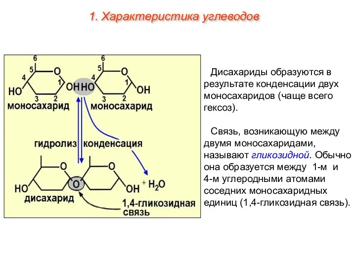 Дисахариды образуются в результате конденсации двух моносахаридов (чаще всего гексоз). Связь, возникающую между