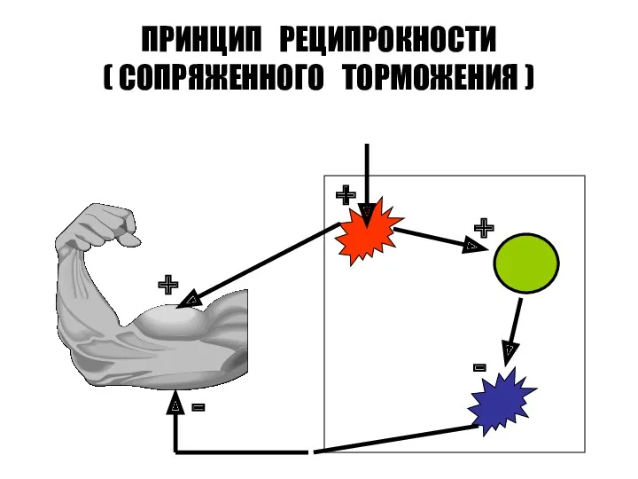 ПРИНЦИП РЕЦИПРОКНОСТИ ( СОПРЯЖЕННОГО ТОРМОЖЕНИЯ ) + + - - +