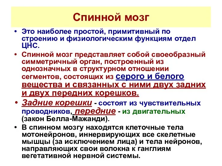 Спинной мозг Это наиболее простой, примитивный по строению и физиологическим функциям отдел ЦНС.