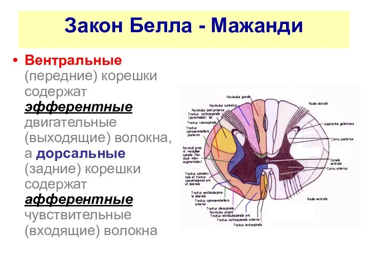 Закон Белла - Мажанди Вентральные (передние) корешки содержат эфферентные двигательные (выходящие) волокна, а