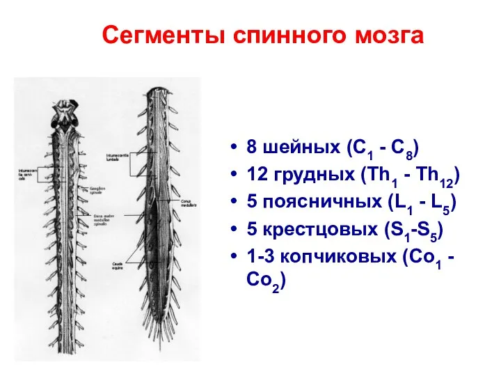 Сегменты спинного мозга 8 шейных (C1 - C8) 12 грудных (Th1 - Th12)