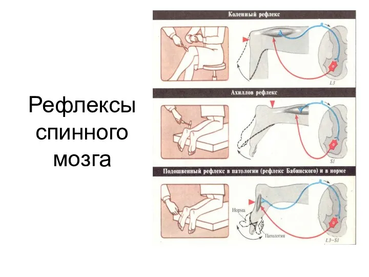 Рефлексы спинного мозга