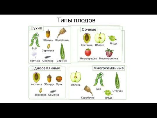 Типы плодов