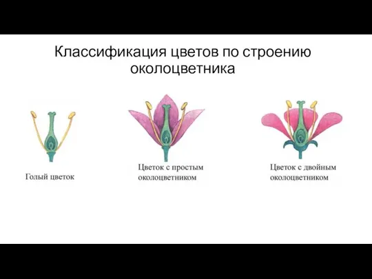 Классификация цветов по строению околоцветника