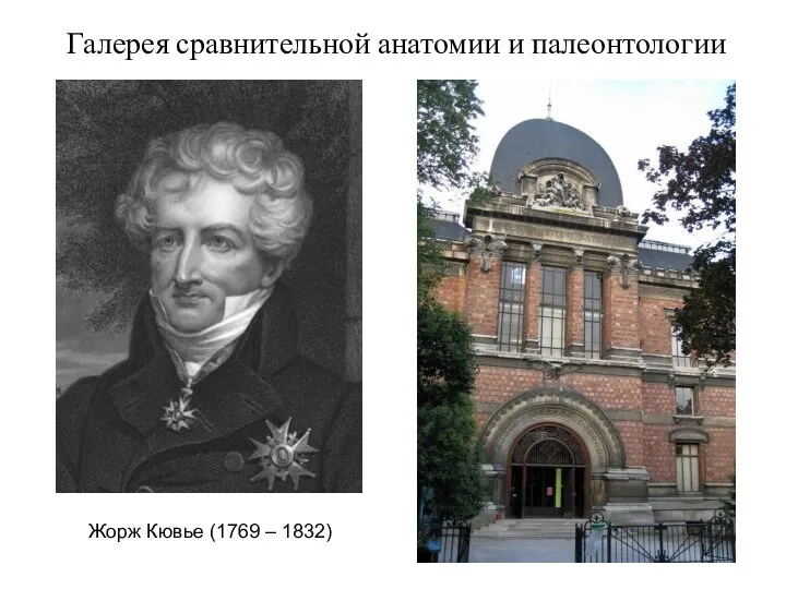 Жорж Кювье (1769 – 1832) Галерея сравнительной анатомии и палеонтологии