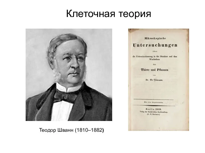 Теодор Шванн (1810–1882) Клеточная теория