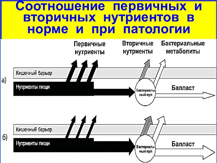 Соотношение первичных и вторичных нутриентов в норме и при патологии