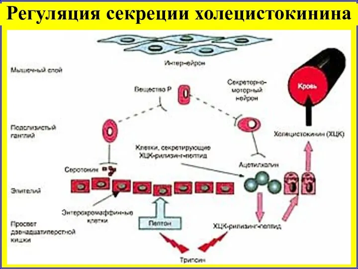 Регуляция секреции холецистокинина