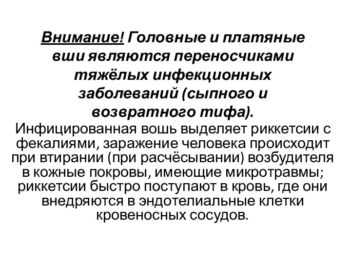 Внимание! Головные и платяные вши являются переносчиками тяжёлых инфекционных заболеваний