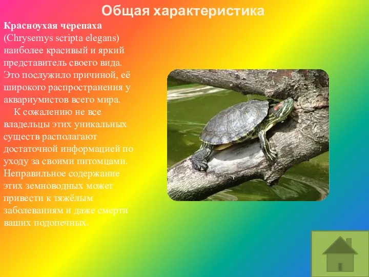 Красноухая черепаха (Chrysemys scripta elegans) наиболее красивый и яркий представитель