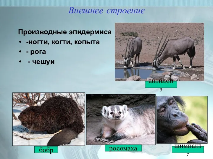 Внешнее строение Производные эпидермиса -ногти, когти, копыта - рога - чешуи бобр антилопа росомаха шимпанзе