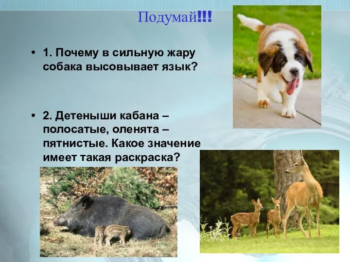 Подумай!!! 1. Почему в сильную жару собака высовывает язык? 2.