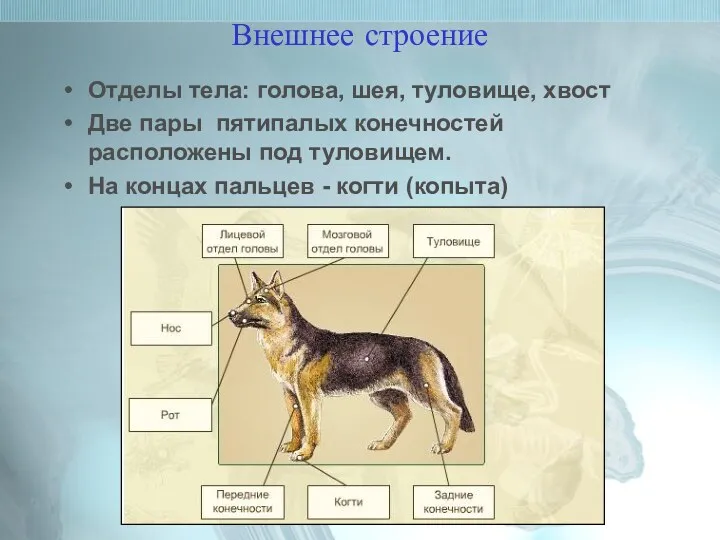 Внешнее строение Отделы тела: голова, шея, туловище, хвост Две пары