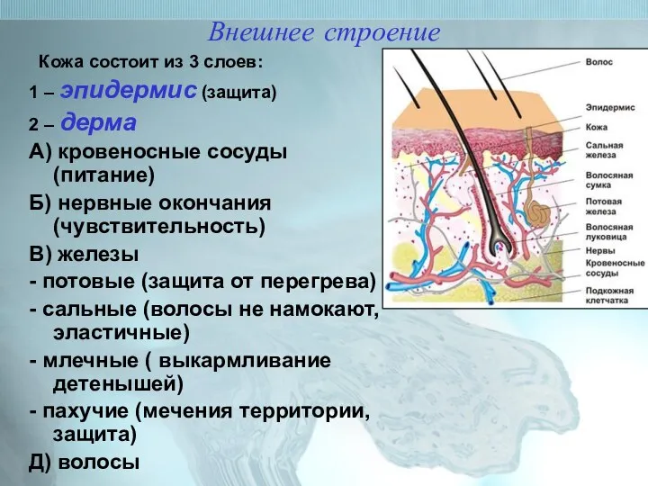 Внешнее строение Кожа состоит из 3 слоев: 1 – эпидермис