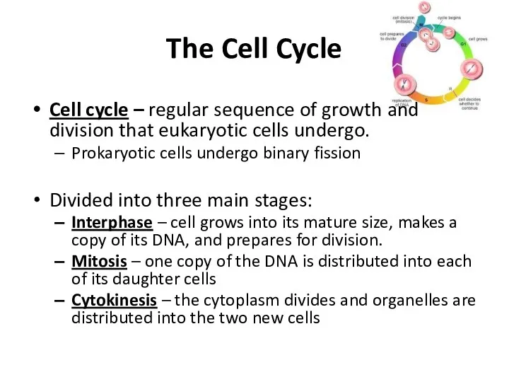 The Cell Cycle Cell cycle – regular sequence of growth and division that