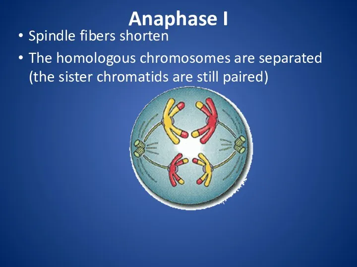 Anaphase I Spindle fibers shorten The homologous chromosomes are separated (the sister chromatids are still paired)