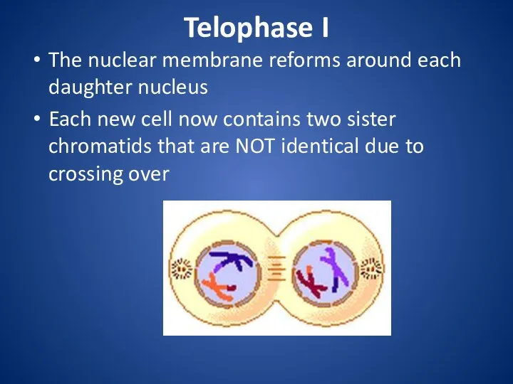 Telophase I The nuclear membrane reforms around each daughter nucleus