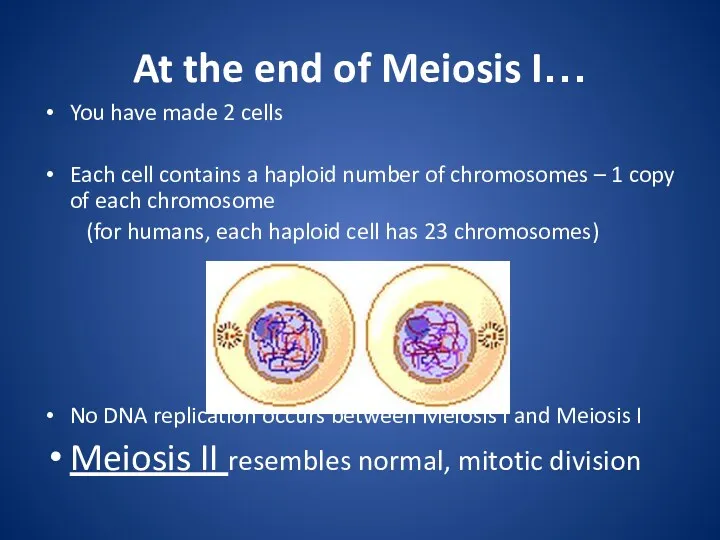 At the end of Meiosis I… You have made 2 cells Each cell
