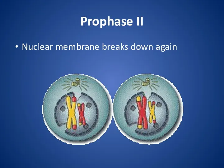Prophase II Nuclear membrane breaks down again