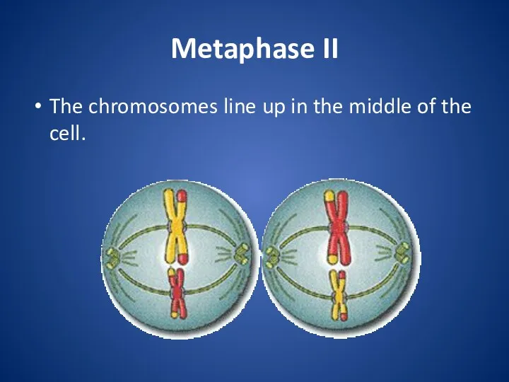 Metaphase II The chromosomes line up in the middle of the cell.