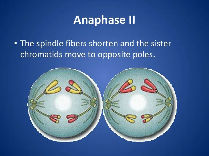 Anaphase II The spindle fibers shorten and the sister chromatids move to opposite poles.