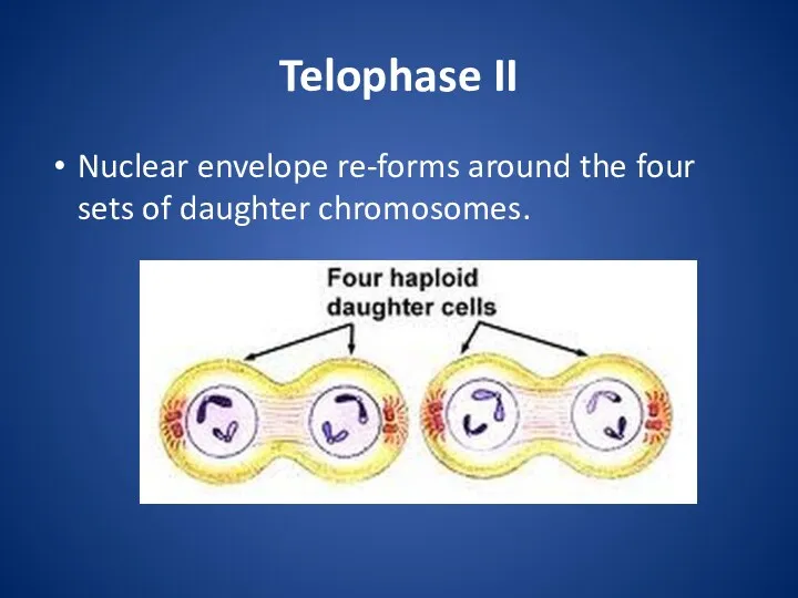 Telophase II Nuclear envelope re-forms around the four sets of daughter chromosomes.