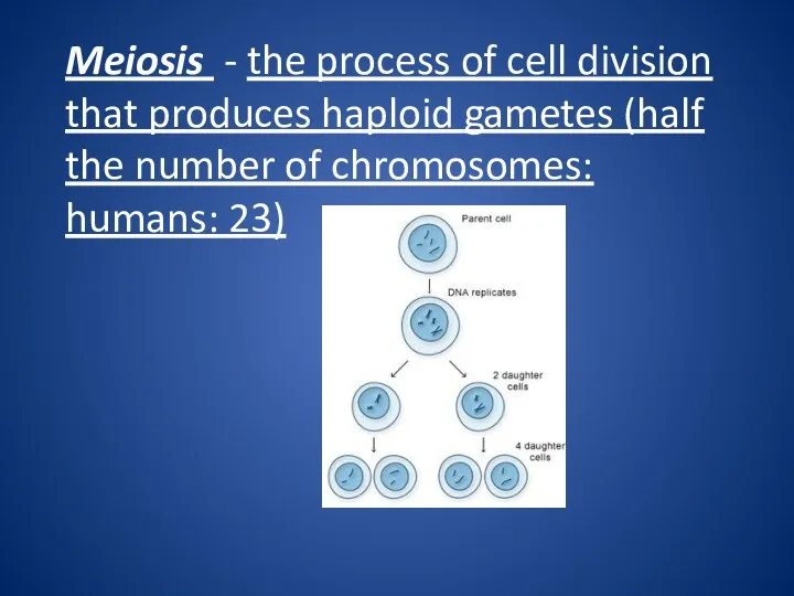 Meiosis - the process of cell division that produces haploid
