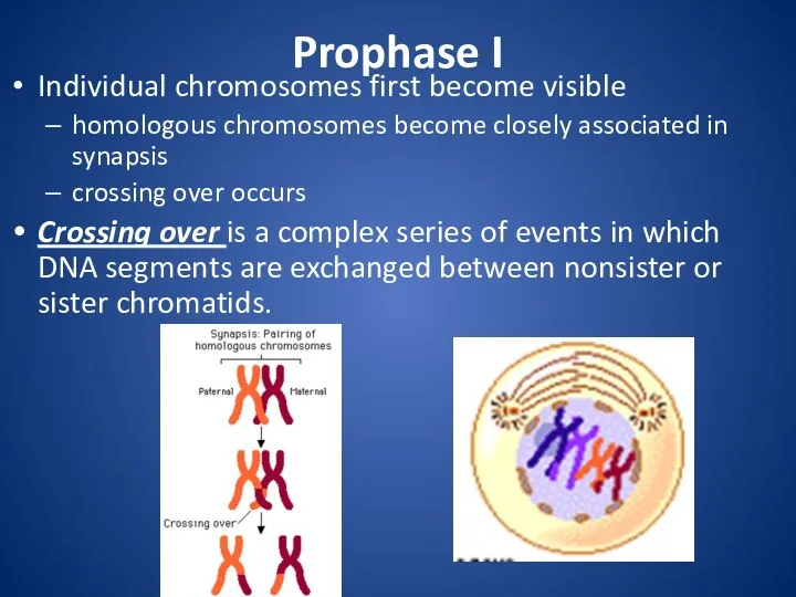 Prophase I Individual chromosomes first become visible homologous chromosomes become