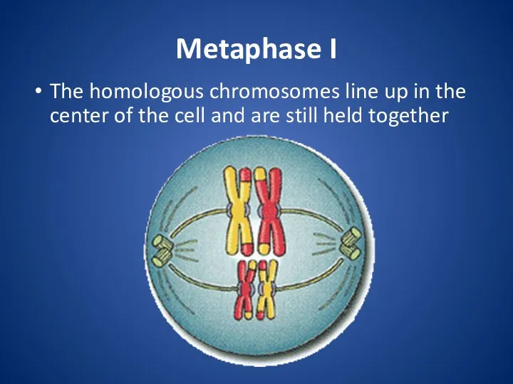 Metaphase I The homologous chromosomes line up in the center of the cell