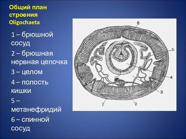 Общий план строения Oligochaeta 1 – брюшной сосуд 2 –