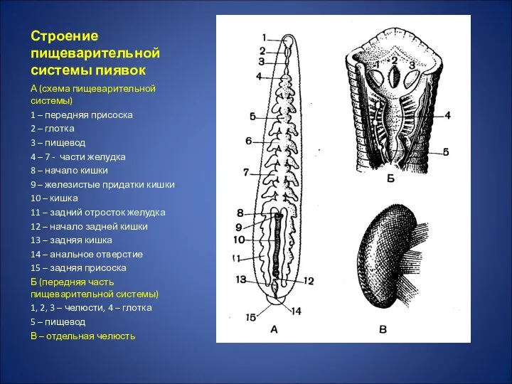 Строение пищеварительной системы пиявок А (схема пищеварительной системы) 1 –