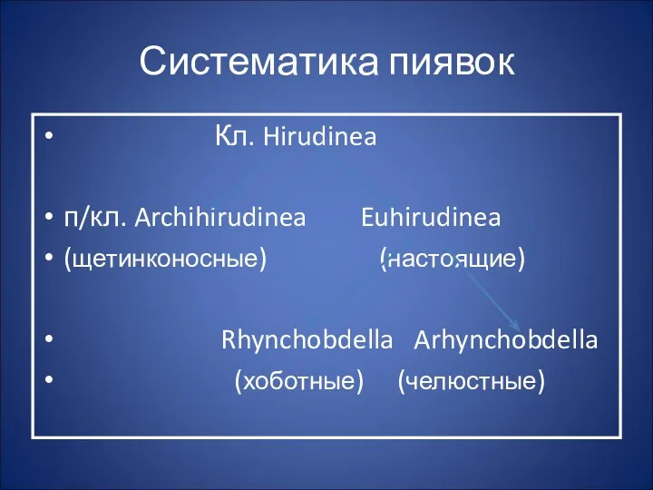 Систематика пиявок Кл. Hirudinea п/кл. Archihirudinea Euhirudinea (щетинконосные) (настоящие) Rhynchobdella Arhynchobdella (хоботные) (челюстные)