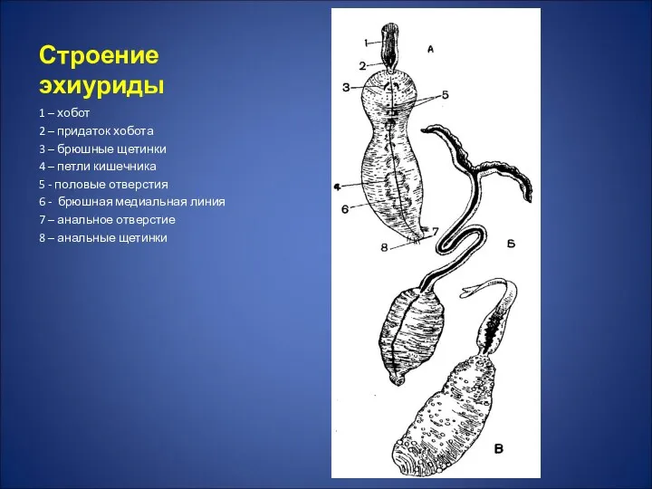 Строение эхиуриды 1 – хобот 2 – придаток хобота 3