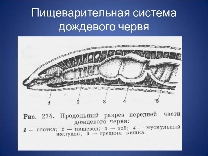 Пищеварительная система дождевого червя