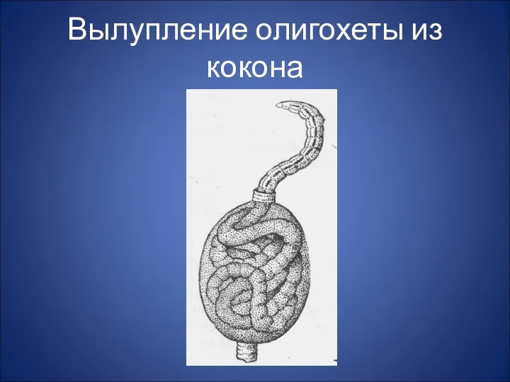 Вылупление олигохеты из кокона