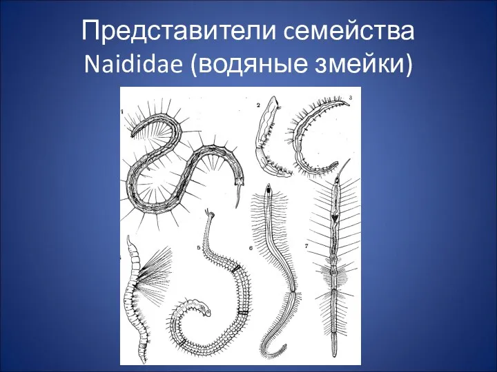 Представители cемейства Naididae (водяные змейки)