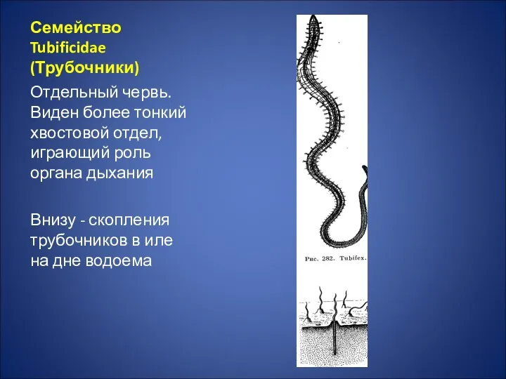 Семейство Tubificidae (Трубочники) Отдельный червь. Виден более тонкий хвостовой отдел,