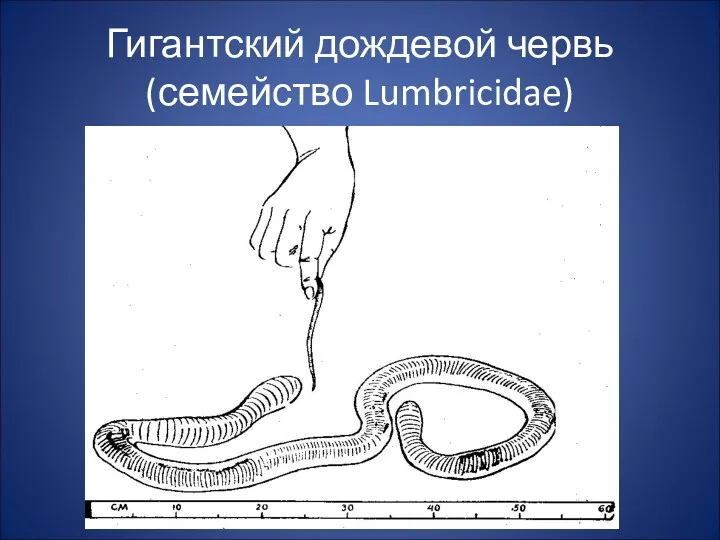 Гигантский дождевой червь (семейство Lumbricidae)
