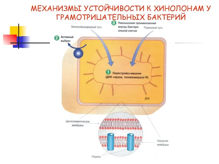 МЕХАНИЗМЫ УСТОЙЧИВОСТИ К ХИНОЛОНАМ У ГРАМОТРИЦАТЕЛЬНЫХ БАКТЕРИЙ