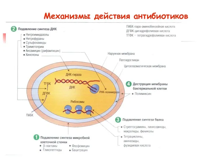 Механизмы действия антибиотиков