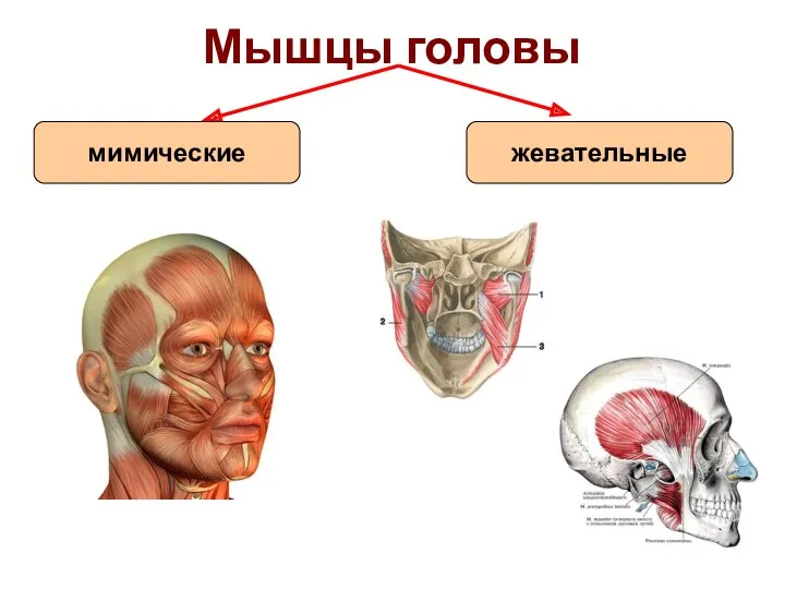 Мышцы головы мимические жевательные