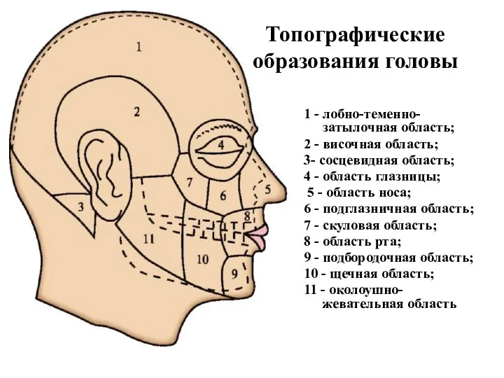 Топографические образования головы 1 - лобно-теменно-затылочная область; 2 - височная