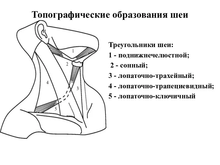 Топографические образования шеи Треугольники шеи: 1 - поднижнечелюстной; 2 -