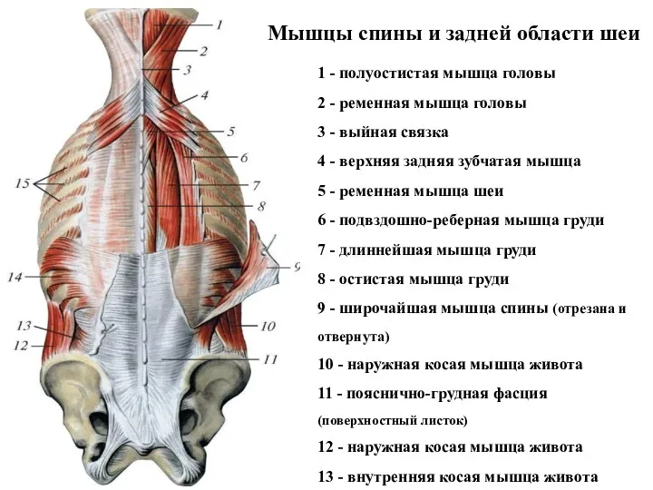 1 - полуостистая мышца головы 2 - ременная мышца головы