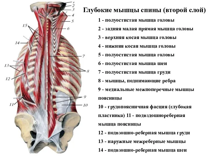 1 - полуостистая мышца головы 2 - задняя малая прямая